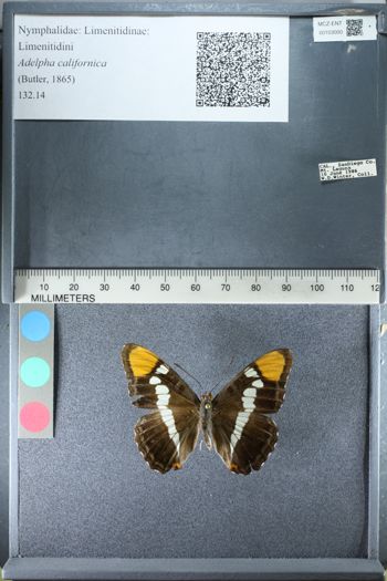 Media type: image;   Entomology 153000